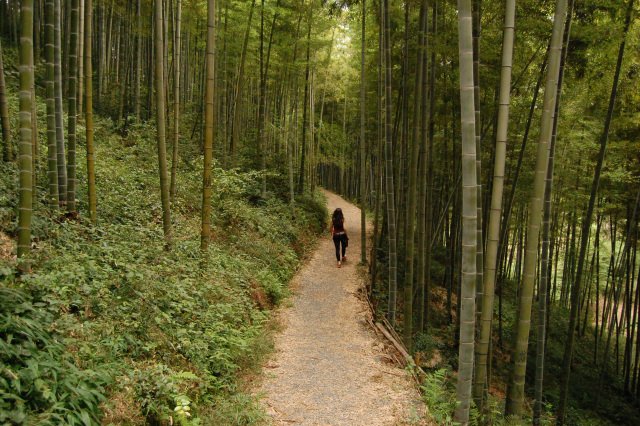 China Moganshan Travel