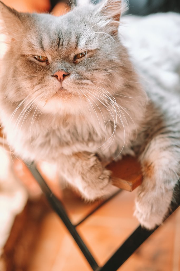 houtong cat village
