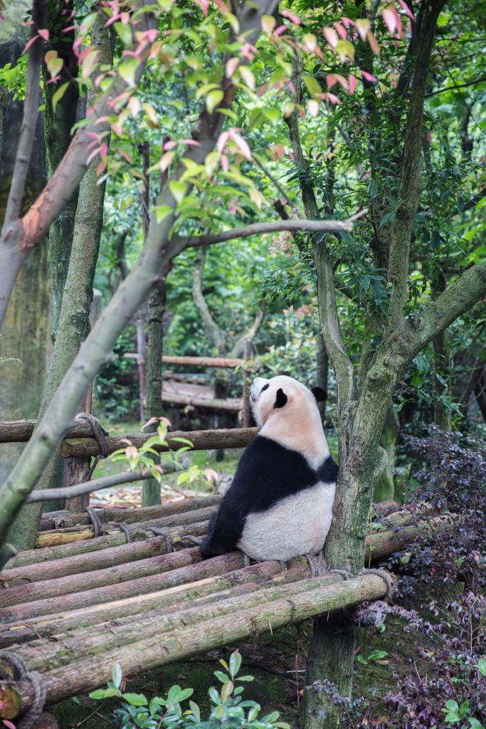 Living and Working in China Chengdu