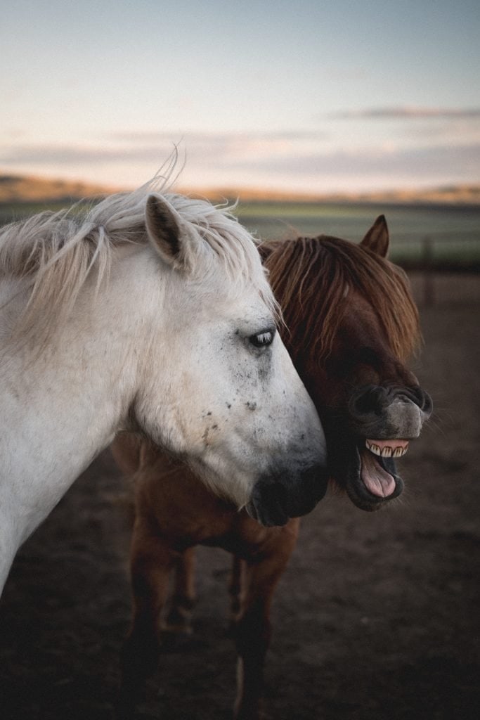Mongolia Horses