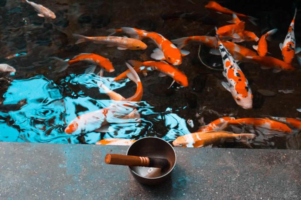 pham an 1514863 unsplash scaled e1635860482192