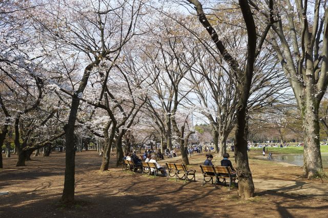 Ueno Park in Tokyo to Enjoy Japan's Changing Seasons