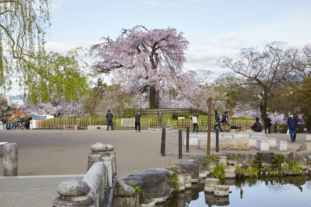maruyama-park | A Day in Higashiyama Kyoto