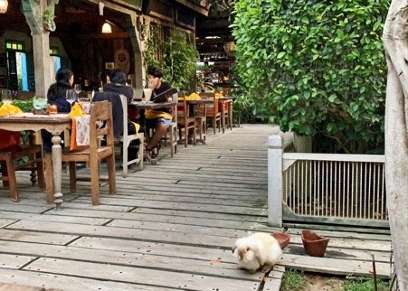 cangu restaurants bali - Warung Dandelion 