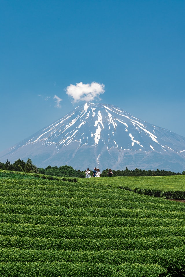 japanese tea fields in japan